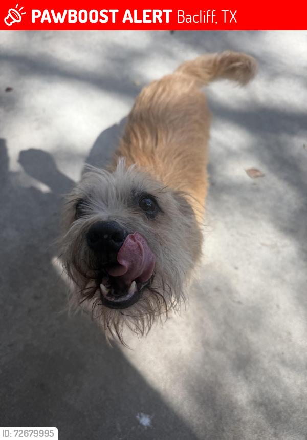 Lost Male Dog last seen In my front yard , Bacliff, TX 77518