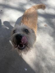 Lost Male Dog last seen In my front yard , Bacliff, TX 77518