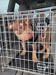 Found/Stray Male Dog last seen Near turkey hill on Winchester pike, Columbus, OH 43232