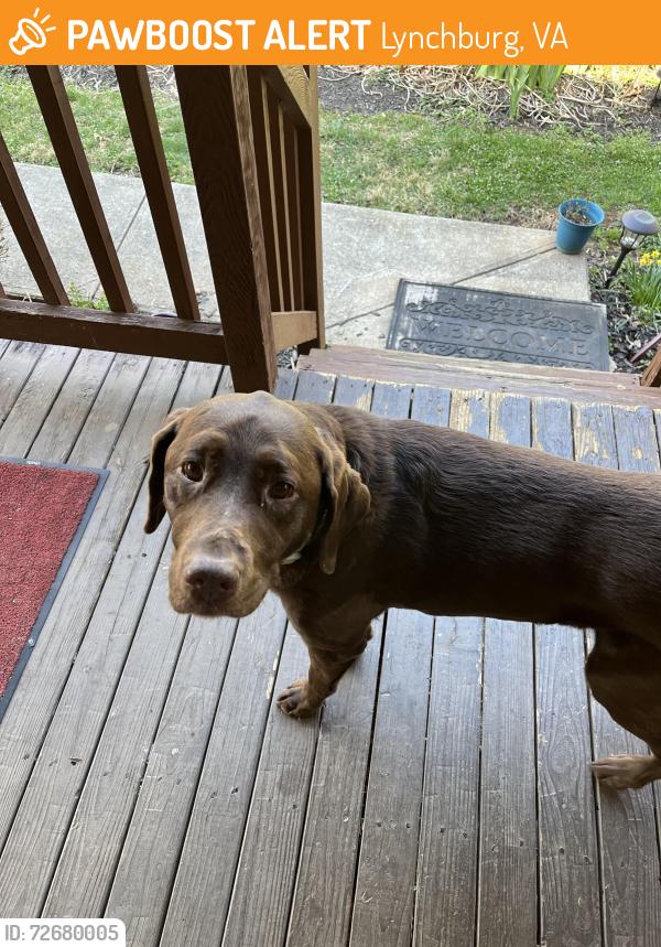 Found/Stray Unknown Dog last seen Hawkins Mill rd Lynchburg, va, Lynchburg, VA 24503