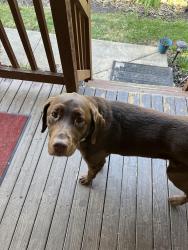 Found/Stray Unknown Dog last seen Hawkins Mill rd Lynchburg, va, Lynchburg, VA 24503