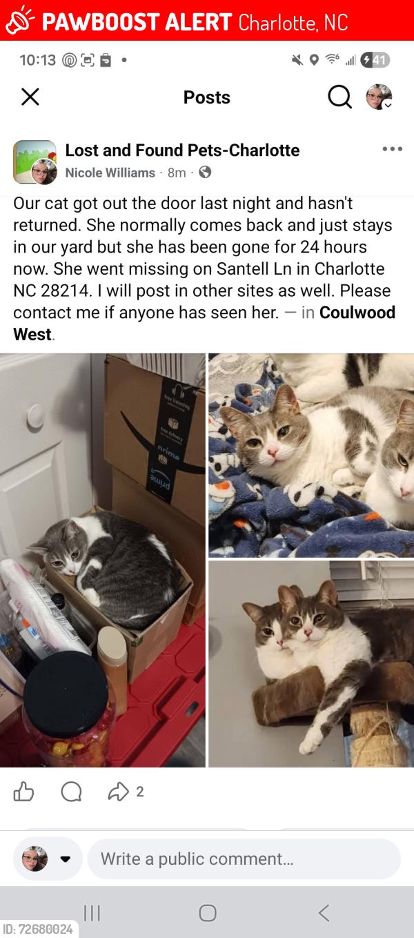 Lost Female Cat last seen Santell Ln and Cottonwood Park, Charlotte, NC 28214