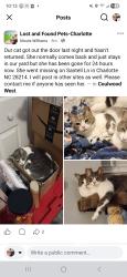 Lost Female Cat last seen Santell Ln and Cottonwood Park, Charlotte, NC 28214