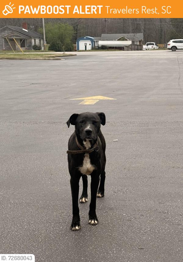 Found/Stray Unknown Dog last seen Near Geer Hwy Travelers Rest, SC  29690 United States, Travelers Rest, SC 29690