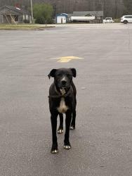 Found/Stray Unknown Dog last seen Near Geer Hwy Travelers Rest, SC  29690 United States, Travelers Rest, SC 29690