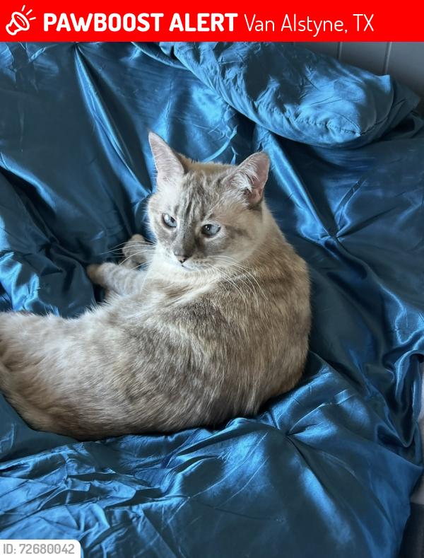 Lost Female Cat last seen Thompson/caruth , Van Alstyne, TX 75495