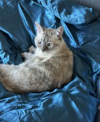 Lost Female Cat last seen Thompson/caruth , Van Alstyne, TX 75495