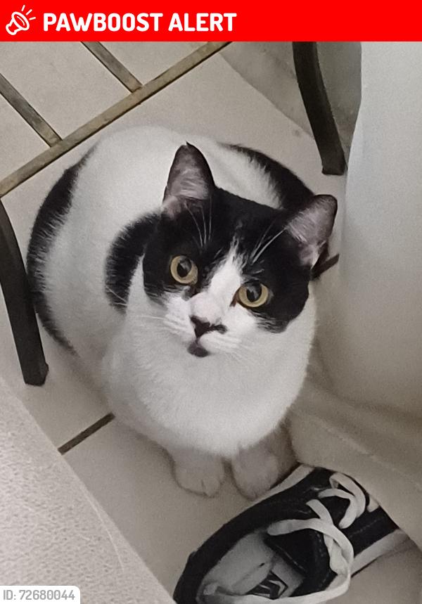 Lost Female Cat last seen Condomínio Cracóvia , Jardim dos Bandeirantes, SP 07830-080