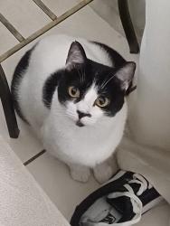 Lost Female Cat last seen Condomínio Cracóvia , Jardim dos Bandeirantes, SP 07830-080