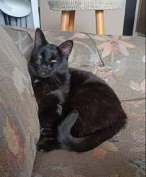 Lost Male Cat last seen Tortuga Way and Poinciana Street, Naples, FL 34105