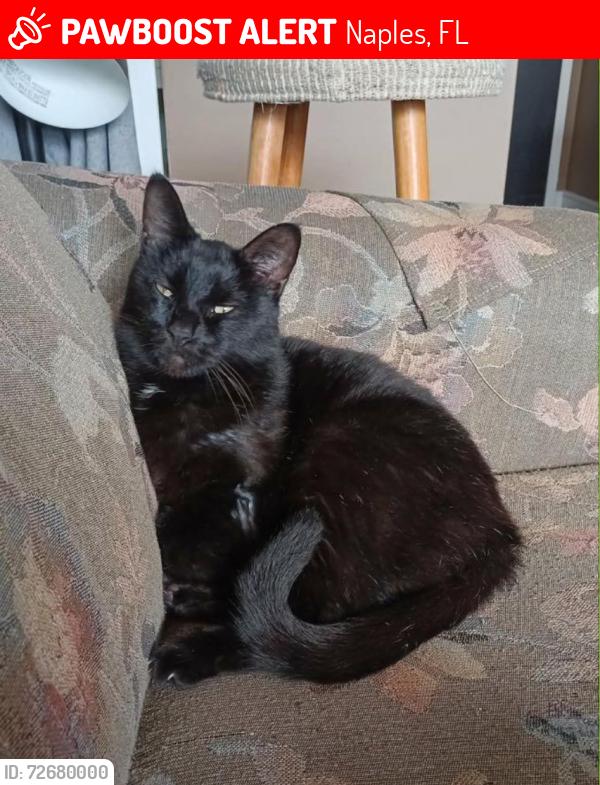 Lost Male Cat last seen Tortuga Way and Poinciana Street, Naples, FL 34105