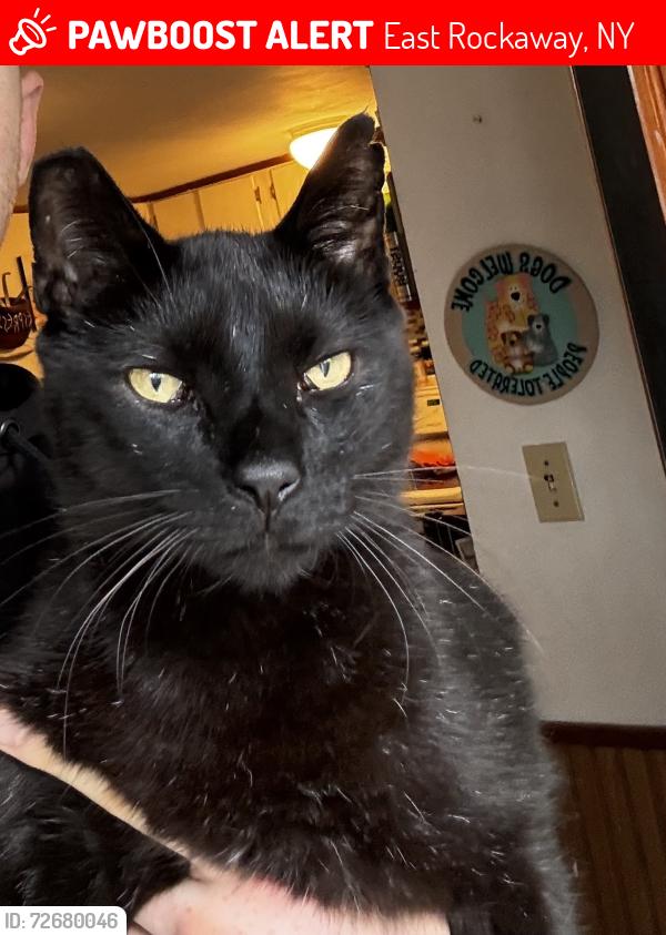 Lost Male Cat last seen Atlantic Ave, East Rockaway, East Rockaway, NY 11518