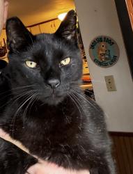 Lost Male Cat last seen Atlantic Ave, East Rockaway, East Rockaway, NY 11518