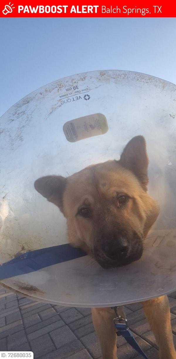 Lost Male Dog last seen Near Texas Proficient Flooring , Balch Springs, TX 75180