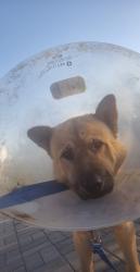 Lost Male Dog last seen Near Texas Proficient Flooring , Balch Springs, TX 75180