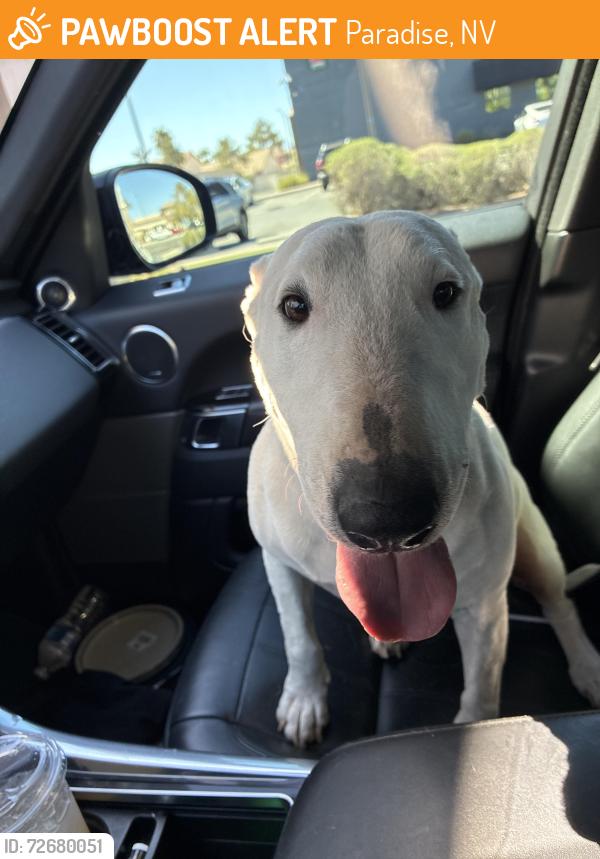 Found/Stray Female Dog last seen Wigwam Spencer, Paradise, NV 89123