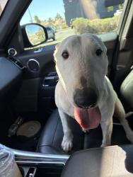 Found/Stray Female Dog last seen Wigwam Spencer, Paradise, NV 89123