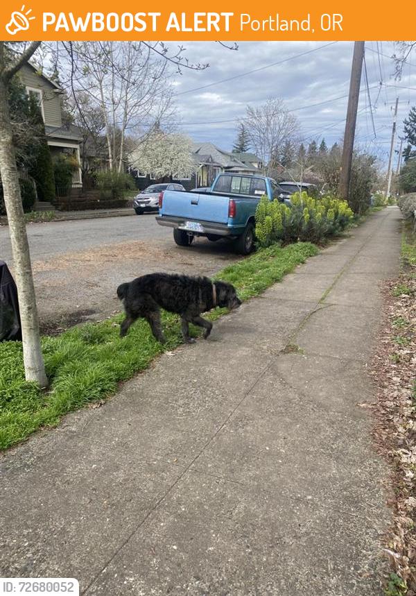 Found/Stray Unknown Dog last seen In front of Wilder, Portland, OR 97211