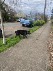 Found/Stray Unknown Dog last seen In front of Wilder, Portland, OR 97211
