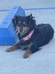 Found/Stray Female Dog last seen St. Joseph Catholic Church parking lot, Bakersfield, CA 93305