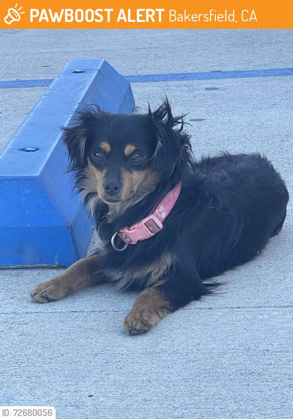 Found/Stray Female Dog last seen St. Joseph Catholic Church parking lot, Bakersfield, CA 93305
