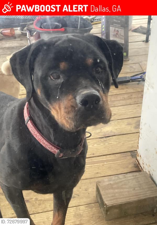 Lost Female Dog last seen Homer Cochran and Highway 278/ mount Olivet rd. Dallas, ga, Dallas, GA 30132