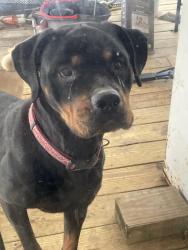 Lost Female Dog last seen Homer Cochran and Highway 278/ mount Olivet rd. Dallas, ga, Dallas, GA 30132