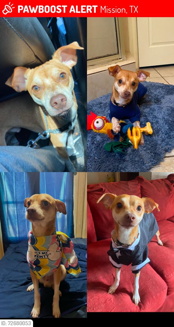 Lost Male Dog last seen boot barn, auto zone, tru fit, Mission, TX 78572