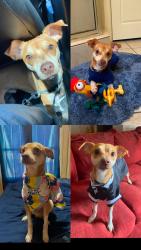 Lost Male Dog last seen boot barn, auto zone, tru fit, Mission, TX 78572