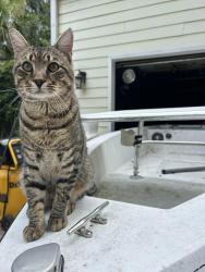 Lost Male Cat last seen Blockade , Pawleys Island, SC 29585
