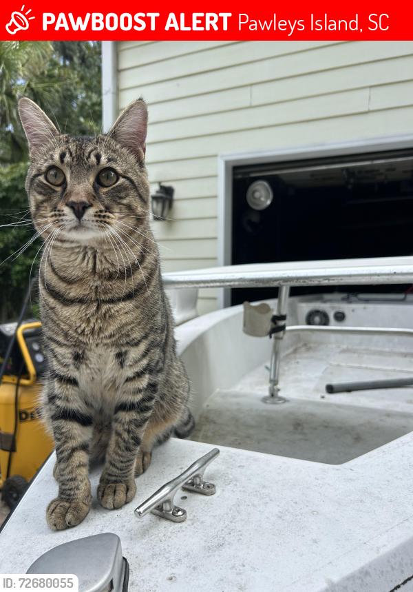 Lost Male Cat last seen Blockade , Pawleys Island, SC 29585