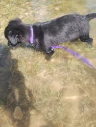 Lost Female Dog last seen Great west loop, Morgan's Point Resort, TX 76513