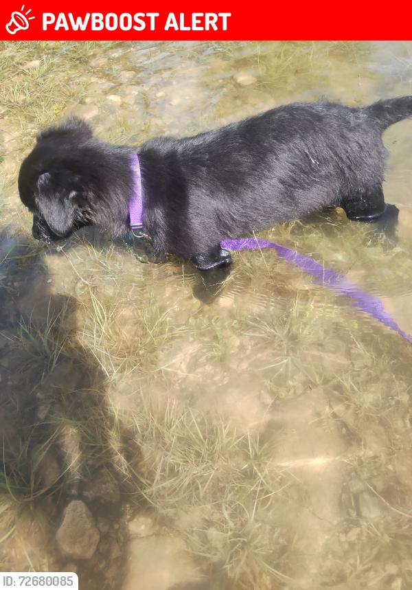 Lost Female Dog last seen Great west loop, Morgan's Point Resort, TX 76513