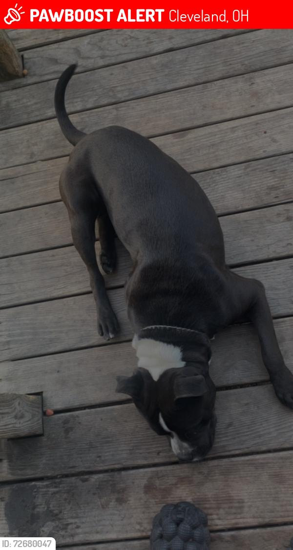 Lost Male Dog last seen East 55th , Cleveland, OH 44104
