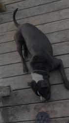 Lost Male Dog last seen East 55th , Cleveland, OH 44104