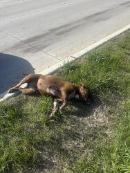 Found/Stray Female Dog last seen De Petris Dr and Katy Hockley Cut Off Road, Katy, TX 77492