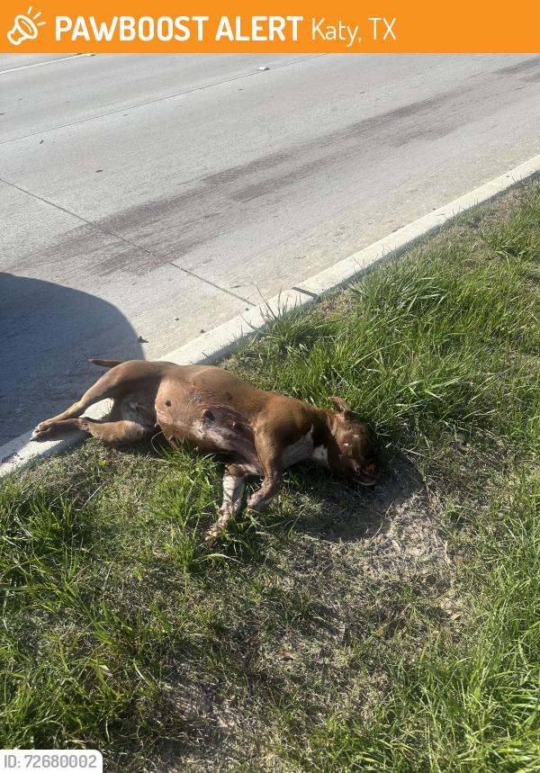Found/Stray Female Dog last seen De Petris Dr and Katy Hockley Cut Off Road, Katy, TX 77492