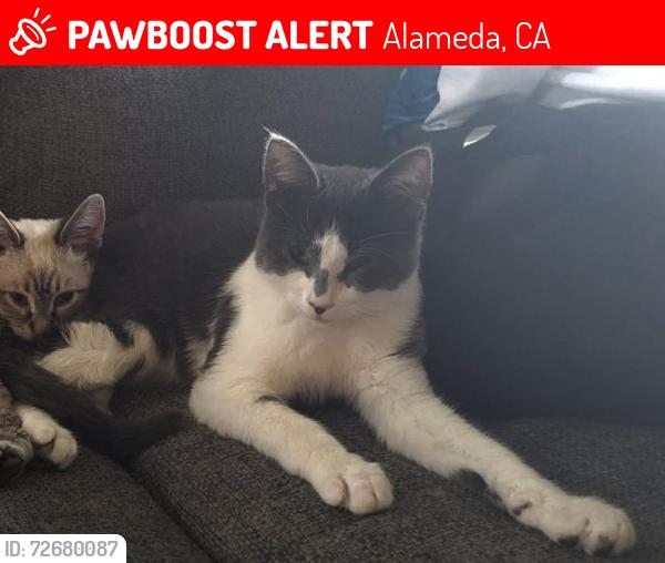 Lost Male Cat last seen 6th street Alameda cross-, Alameda, CA 94501