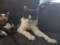 Lost Male Cat last seen 6th street Alameda cross-, Alameda, CA 94501