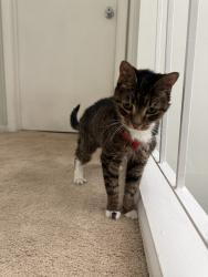 Found/Stray Female Cat last seen French, Collegeville, PA 19426