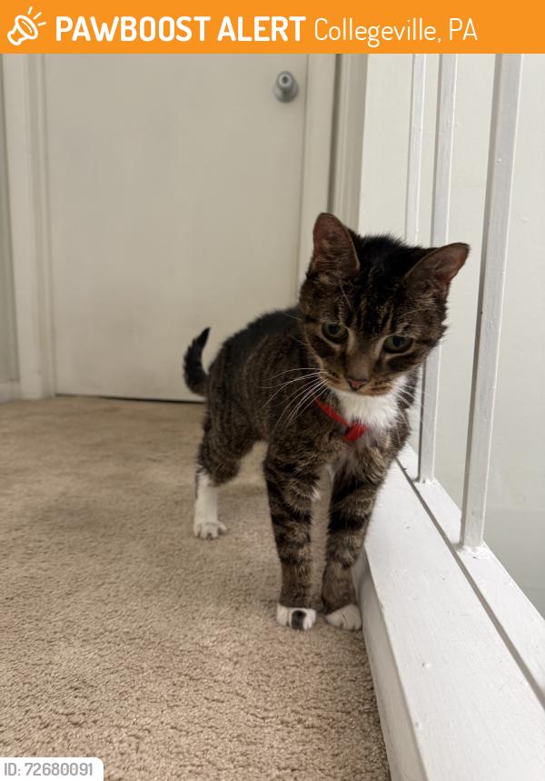 Found/Stray Female Cat last seen French, Collegeville, PA 19426