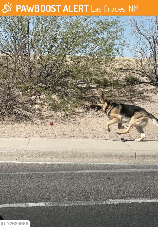 Found/Stray Unknown Dog last seen Lohman/Roadrunner, Las Cruces, NM 88005