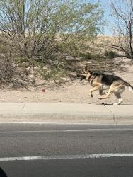 Found/Stray Unknown Dog last seen Lohman/Roadrunner, Las Cruces, NM 88005