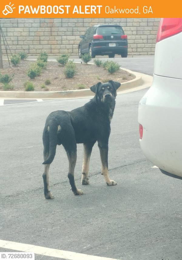 Found/Stray Male Dog last seen North ga college , Oakwood, GA 30566