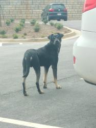 Found/Stray Male Dog last seen North ga college , Oakwood, GA 30566