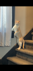 Lost Male Cat last seen Near 11th street , Alliance, OH 44601