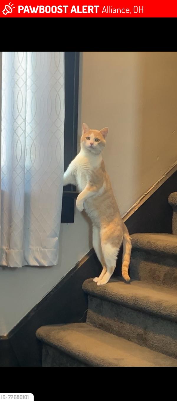 Lost Male Cat last seen Near 11th street , Alliance, OH 44601
