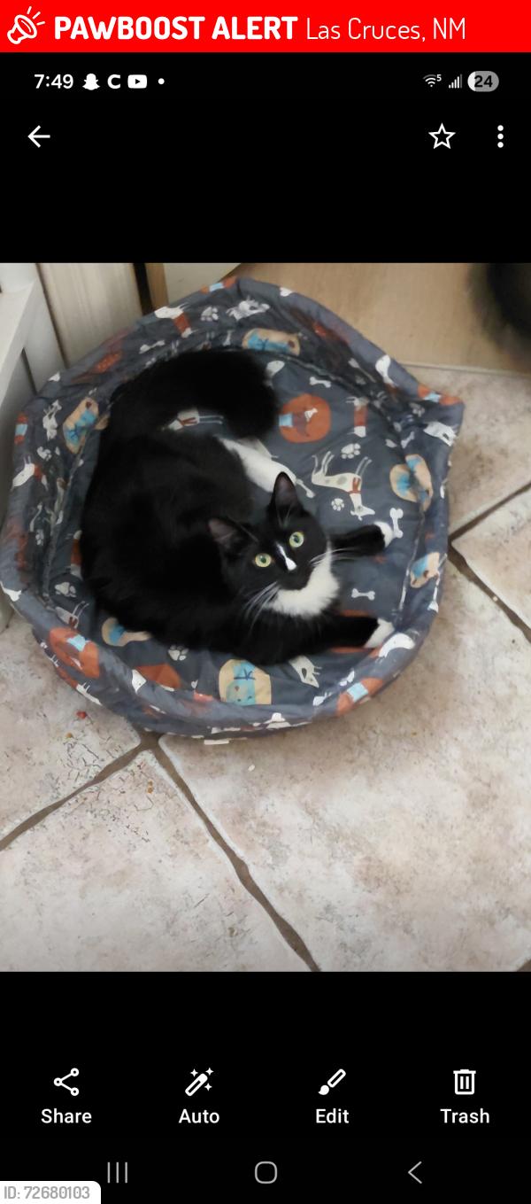 Lost Female Cat last seen Triviz, Las Cruces, NM 88001