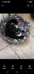 Lost Female Cat last seen Triviz, Las Cruces, NM 88001