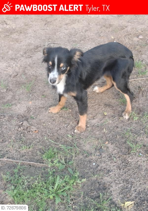 Lost Female Dog last seen Hwy 724, Tyler, TX 75704